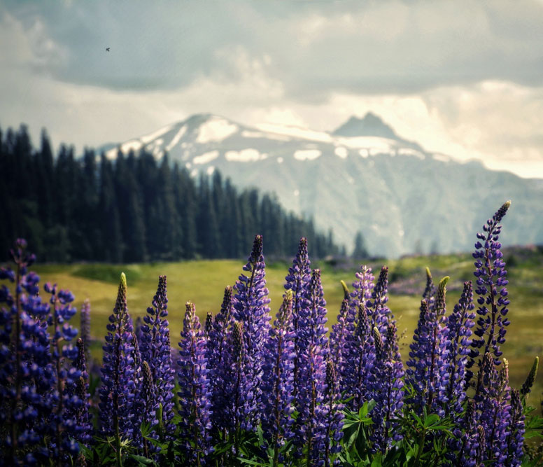 Lupine Flowers