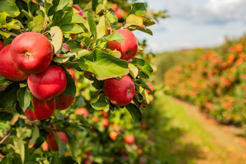 Apple Orchard