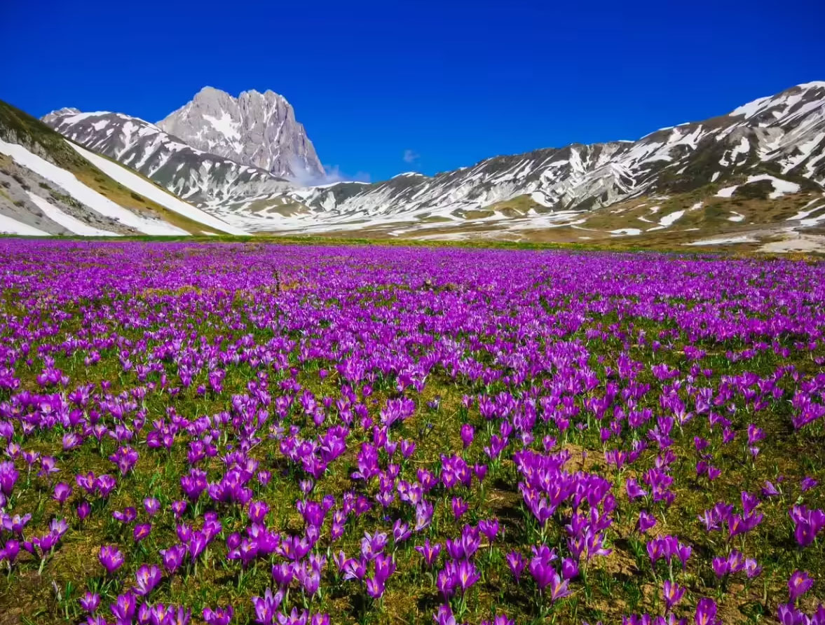 Saffron Fields